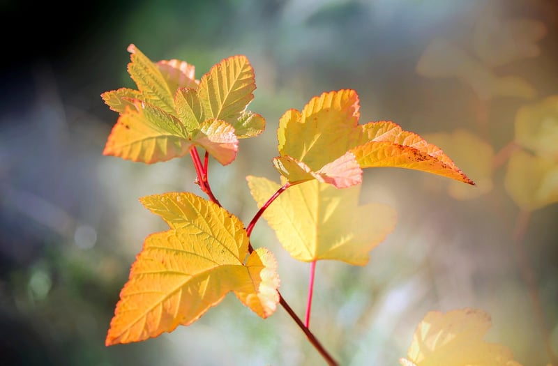 Layering Plants
