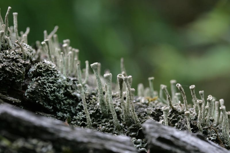Moss Wall Art