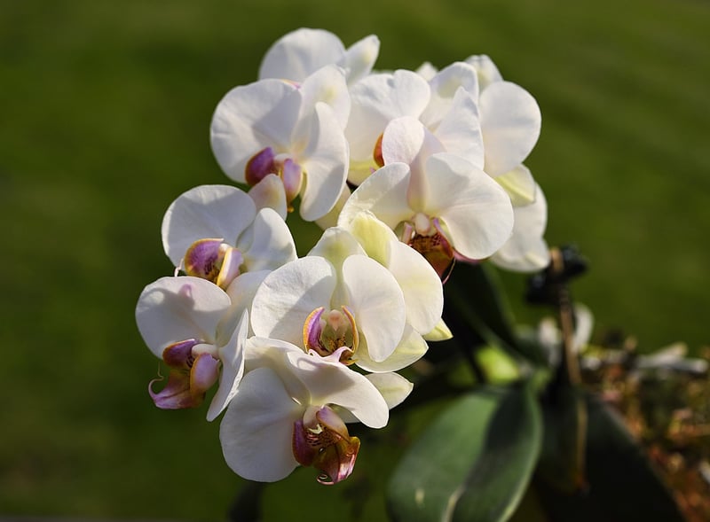 Orchid Flower