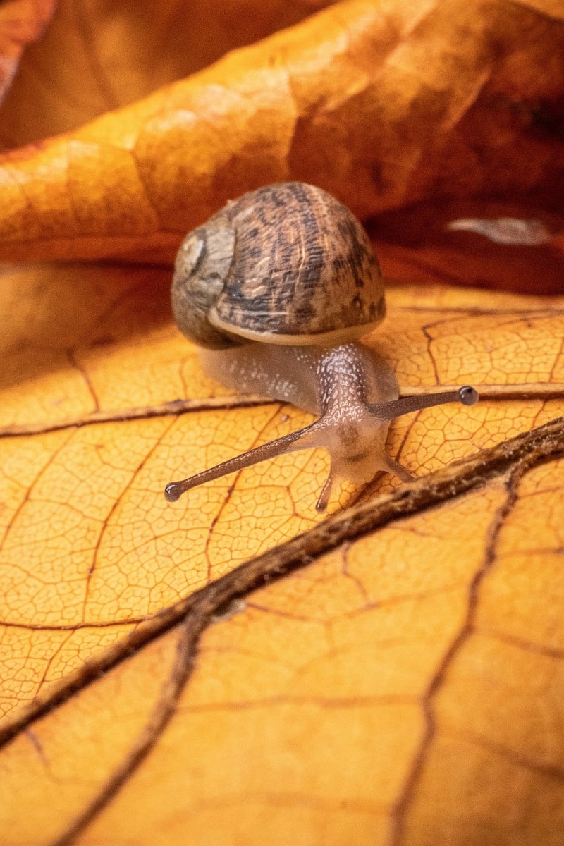 Garden Pest