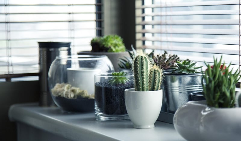 Snake Plant Leaves