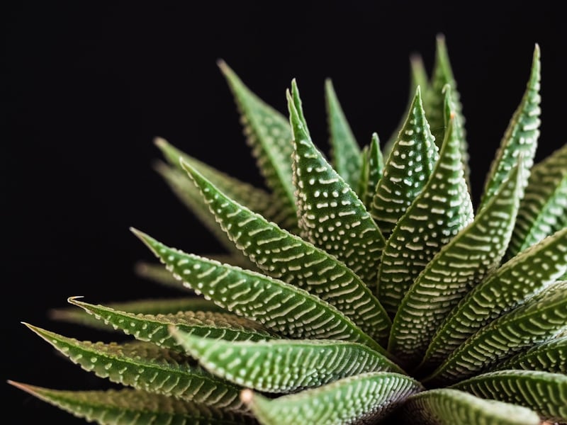 Succulents Plants